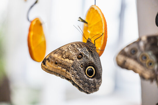 Owl butterfly feeding on orange slice in botanical garden