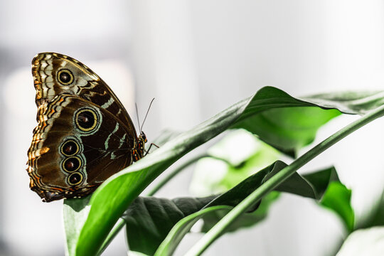 Brown butterfly on tropical leaf in botanical garden