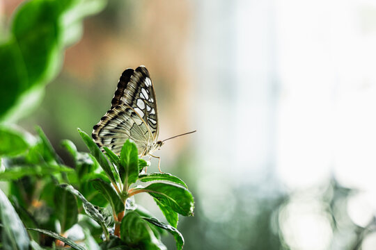 Butterfly on leaf in botanical garden