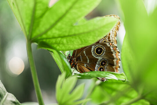 Brown butterfly with eyespots resting among green leaves
