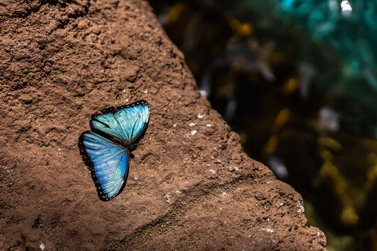 Blue butterfly resting on rock in botanical garden