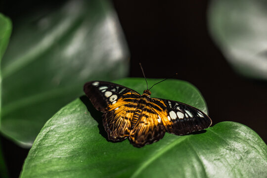 Orange and black butterfly resting on tropical leaf