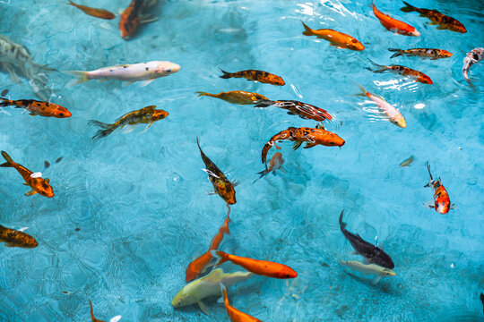 Colorful koi fish swim in clear blue pond water