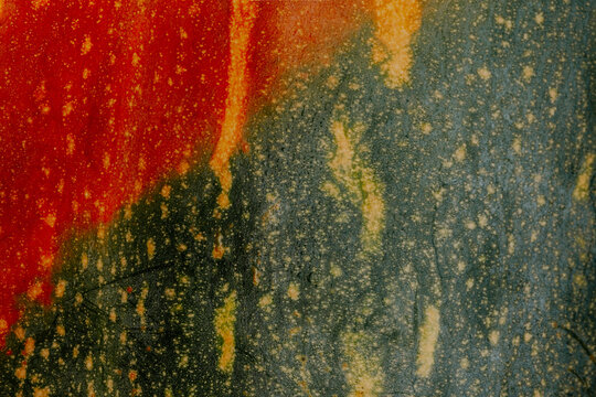 Macro pumpkin skin texture with mottled green and orange