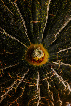 Macro view of dark green melon rind texture with stem