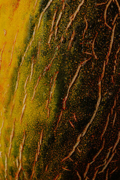 Close-up melon rind texture with green and yellow gradient