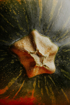 Macro view of pumpkin skin texture with stem scar detail