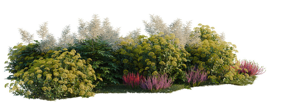 Aruncus sylvester, Bupleurum fruticosum and Calluna vul tree shrub, plant bush, cutout, isolate transparent background