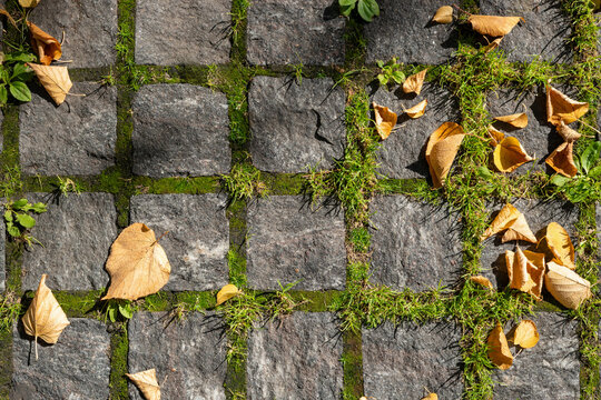 Autumn leaves on mossy cobblestone pavement background