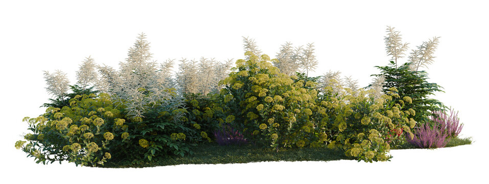 Aruncus sylvester, Bupleurum fruticosum and Calluna vul tree shrub, plant bush, cutout, isolate transparent background
