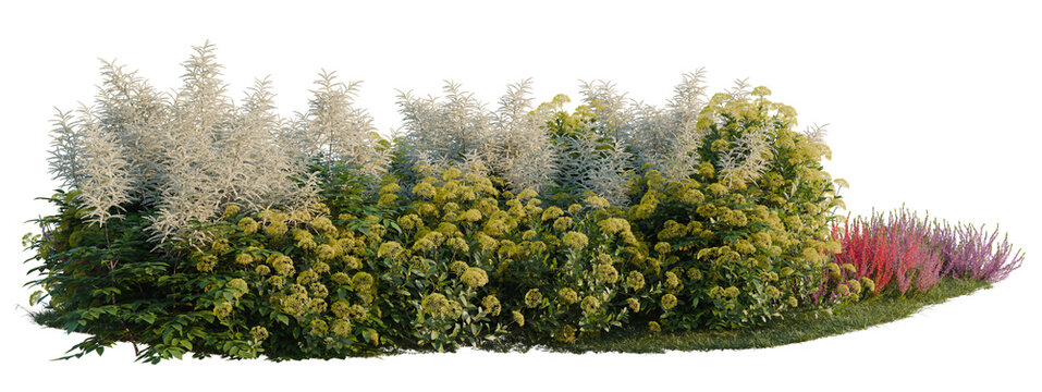 Aruncus sylvester, Bupleurum fruticosum and Calluna vul tree shrub, plant bush, cutout, isolate transparent background, Lush Garden Border with Mixed Shrubs, Flowers