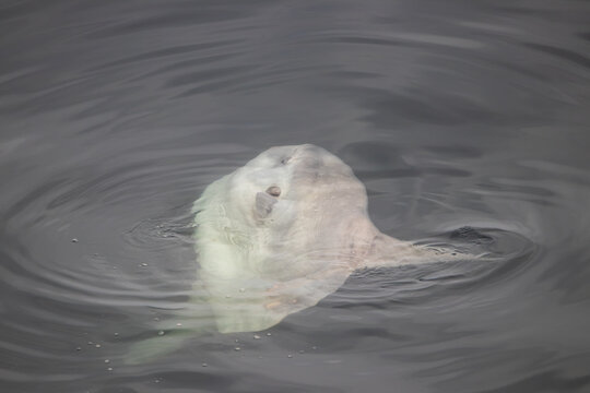 A Mola mola near Vancouver Island