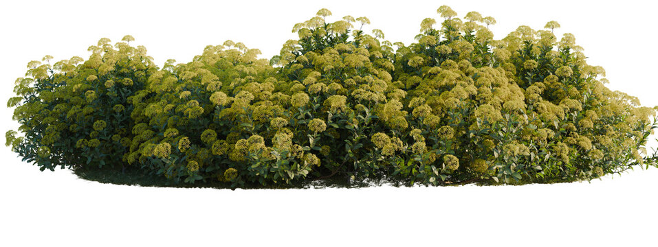 Bupleurum fruticosum tree shrub, plant bush, cutout, isolate transparent background, Detailed Flowering Shrubbery with Yellow Blooms on a Black Background - Perfect for Landscape Design