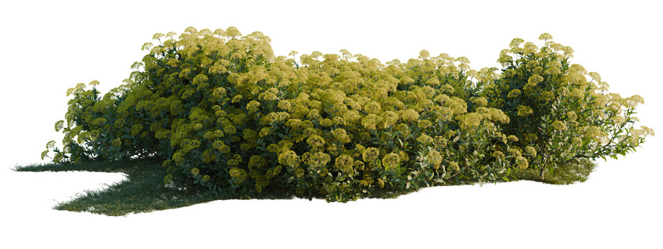 Bupleurum fruticosum tree shrub, plant bush, cutout, isolate transparent background, Lush green shrubbery with blooming flowers on a dark background - perfect for landscape design.