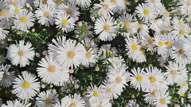 Video of small white aster flowers blooming. In Romania