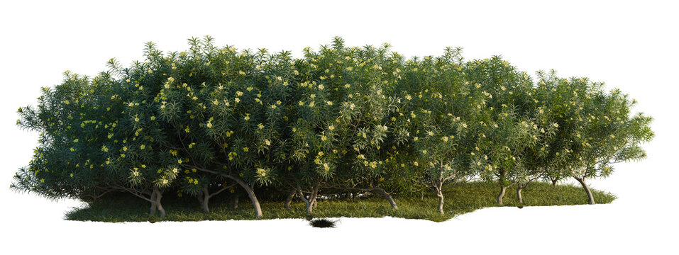Cascabela thevetia tree shrub, plant bush, cutout, isolate transparent background, Dense Yellow Flowering Shrubs on Green Grass - Perfect for Landscape Design & Nature Scenes