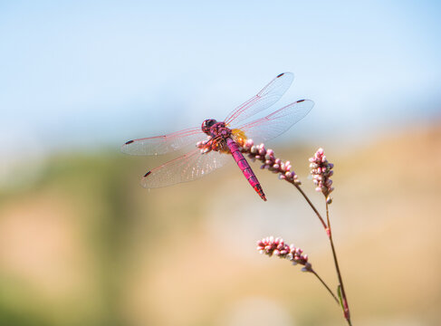 Red dragonfly with transparent wings on wildflower stem