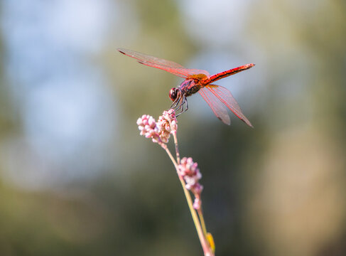 Red dragonfly perched on pink flower