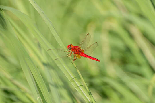 Red dragonfly pair on green leaf