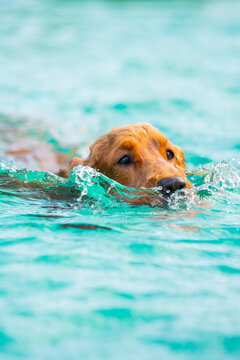 Golden retriever swim through turquoise pool water