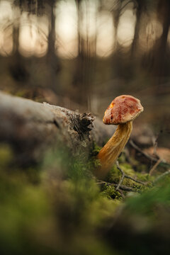 Wild mushroom beside fallen log in misty forest