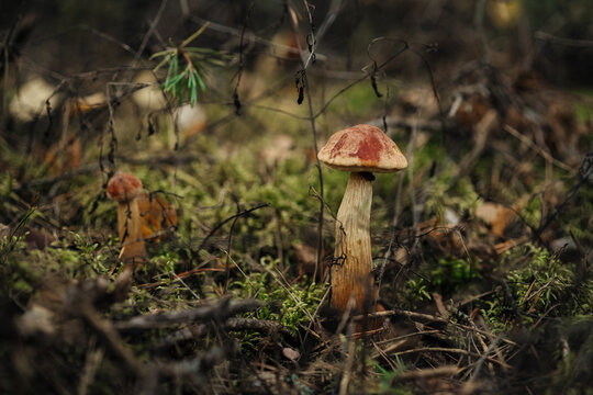 Wild mushroom growing among moss and forest undergrowth