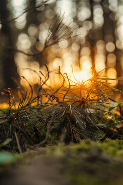 Golden sunset through pine needles in a forest