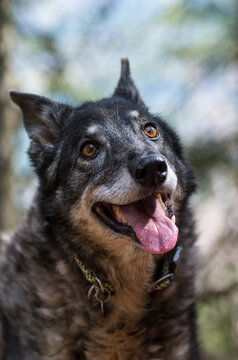 Portrait of a grey wolf-like dog looking up to the right