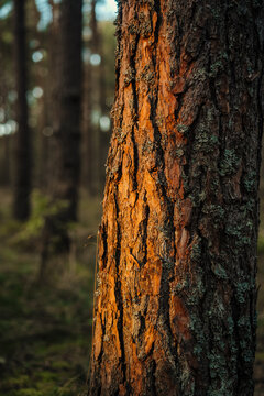 Sunlit pine tree bark texture in a serene forest