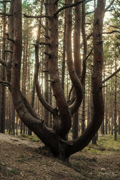 Twisted pine tree trunk in A sunlit forest