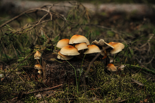 Cluster of wild mushrooms on mossy forest floor