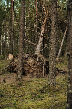 Uprooted tree stump amid dense conifer forest woodland