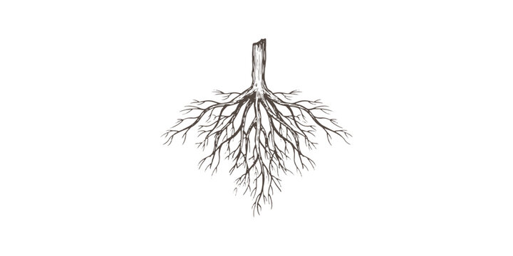 Vintage hand drawn botanical sketch of underground tree roots with detailed organic natural texture vector illustration.