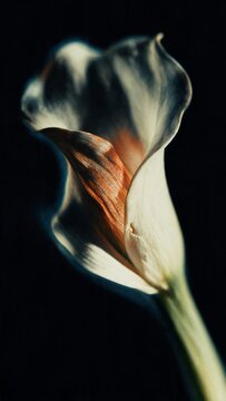 Elegant calla lily macro with dramatic low-key lighting