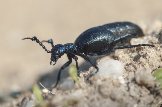 2009, blue mayworm, Brandenburg, Germany, mayworm, meloe cf violaceus, meloe violaceus, meloid beetle, national natural heritage, natural paradise Gr&uuml;nhaus, violet oil beetle, beetle, post-mining landscape, Coleoptera, green house, insects, beetles