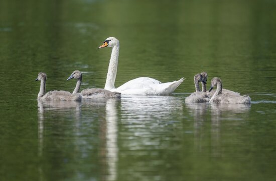 Mute swan (Cygnus olor), adult and young birds swimming on a pond, Thuringia, Germany