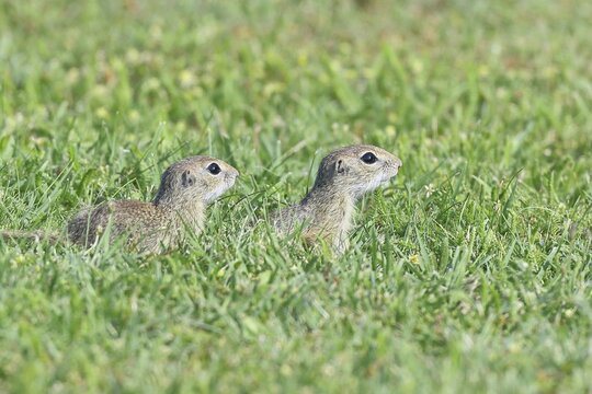 European ground squirrel (Spermophilus citellus) two animals in a meadow, Burgenland Austria