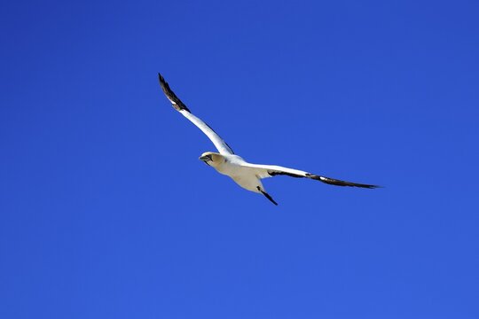 Cape Gannet (Morus capensis), adult, in flight, Lamberts Bay, Western Cape, South Africa
