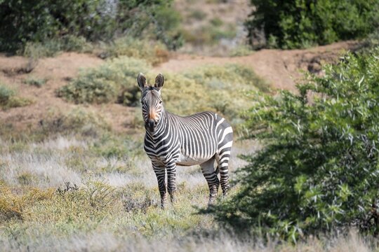 Cape Mountain Zebra (Equus zebra zebra), adult animal, Mountain Zebra National Park, Eastern Cape, South Africa
