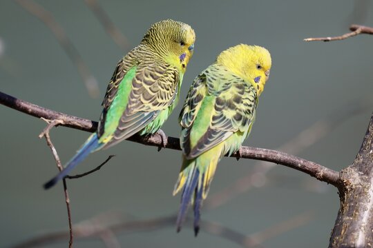 Budgies (Melopsittacus undulatus) sitting on a branch, Captive