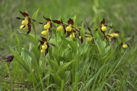 Group Yellow lady's slipper orchid (Cypripedium calceolus), Canton Schwyz, Switzerland