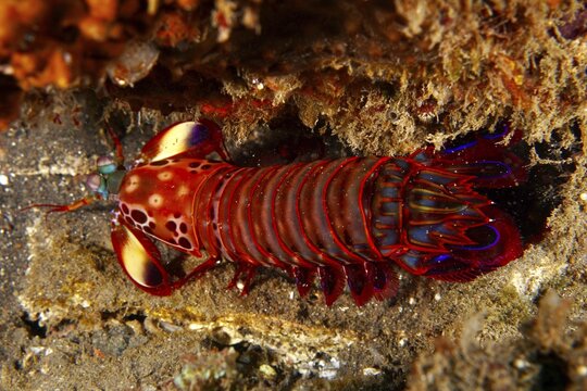 Red clown mantis shrimp (Odontodactylus scyllarus) with distinctive exoskeleton under a rock in the sea, dive site USAT Liberty, Tulamben, Bali, Indonesia