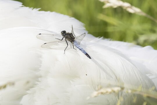 Black-tailed Skimmer (Orthetrum cancellatum), male, standing on plumage of Mute swan (Cygnus olor), Hesse, Germany