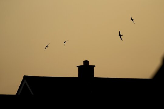 Common swift (Apus apus) four adult birds in flight over an urban house rooftop silhouette at sunset in summer, Suffolk, England, United Kingdom