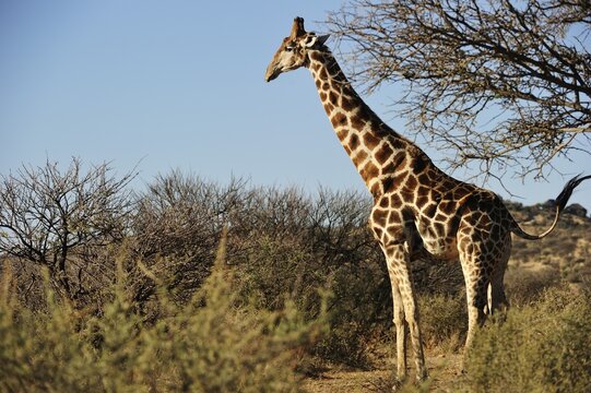 Giraffe (Giraffa camelopardalis) in Bushland, Otjozondjupa Region, Namibia