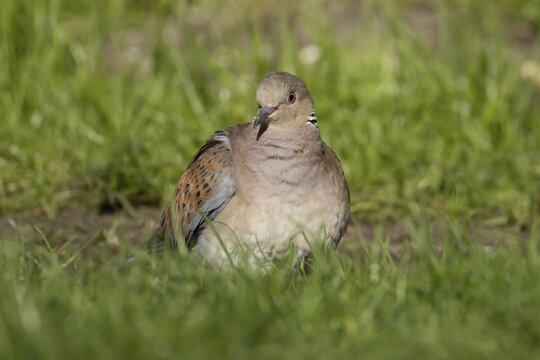 European turtle dove (Streptopelia turtur) adult bird on grassland, England, United Kingdom
