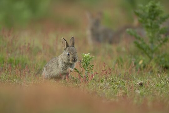 Rabbit (Oryctolagus cuniculus) juvenile baby animal amongst red flowers on grassland, Suffolk, England, United Kingdom