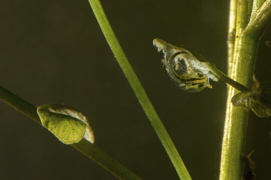 Great Crested Newt, Crested Newt, Northern Crested Newt, Triturus Cristatus, Amphibians, Amphibians, Hatching, Larva, Larva, Amphibian, Northern Crested Newt, Hatching, Warty Newt