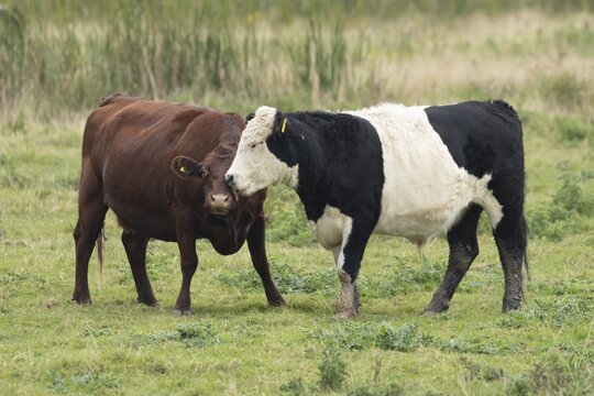 Domesticated cow or cattle (Bos taurus) two adult farm animals greeting each other in a grass field, Suffolk, England, United Kingdom