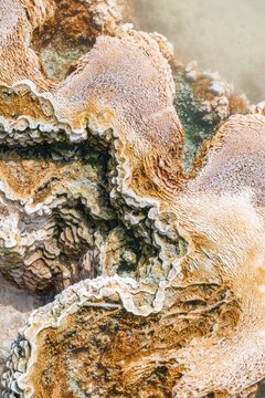 Detail photo, hot spring with orange mineral deposits and bacterial colonies, Palette Springs, Upper Terraces, Mammoth Hot Springs, Yellowstone National Park, Wyoming, USA